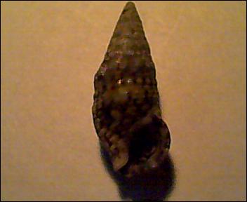 Cerithium